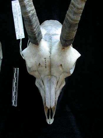 Media type: image;   Mammalogy 61368